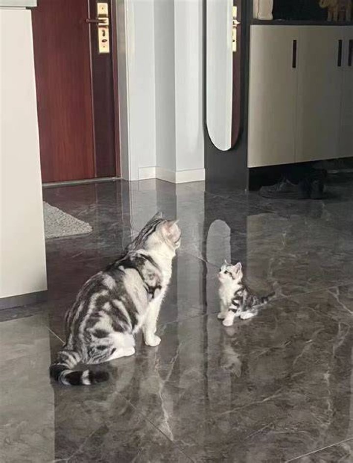 Cat and her second son James