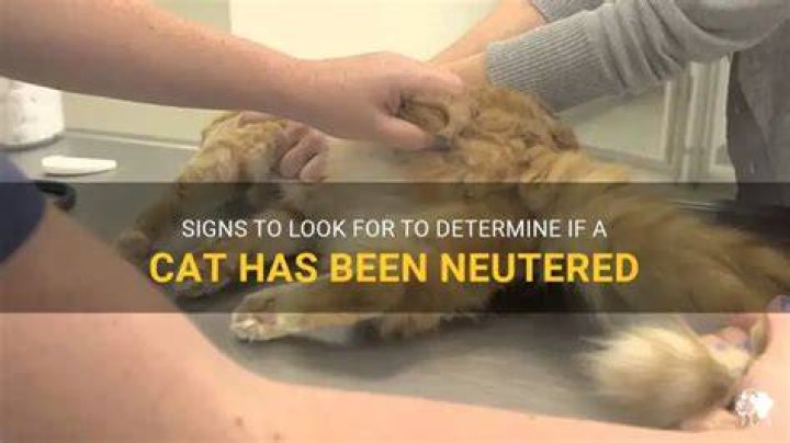 Cat has been in a few relationships in the past