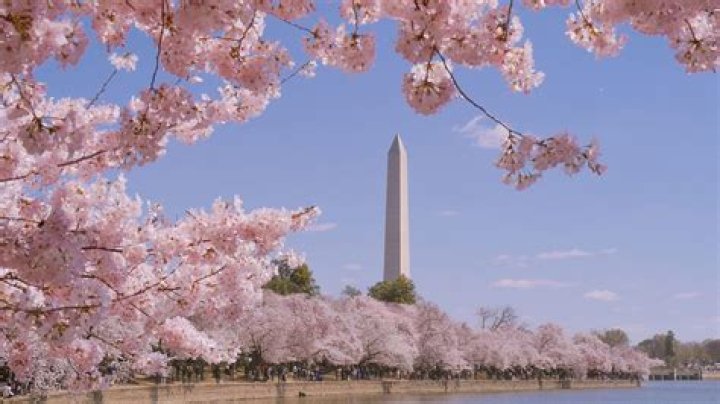Cherry Blossoms Bloom In Nations Capital