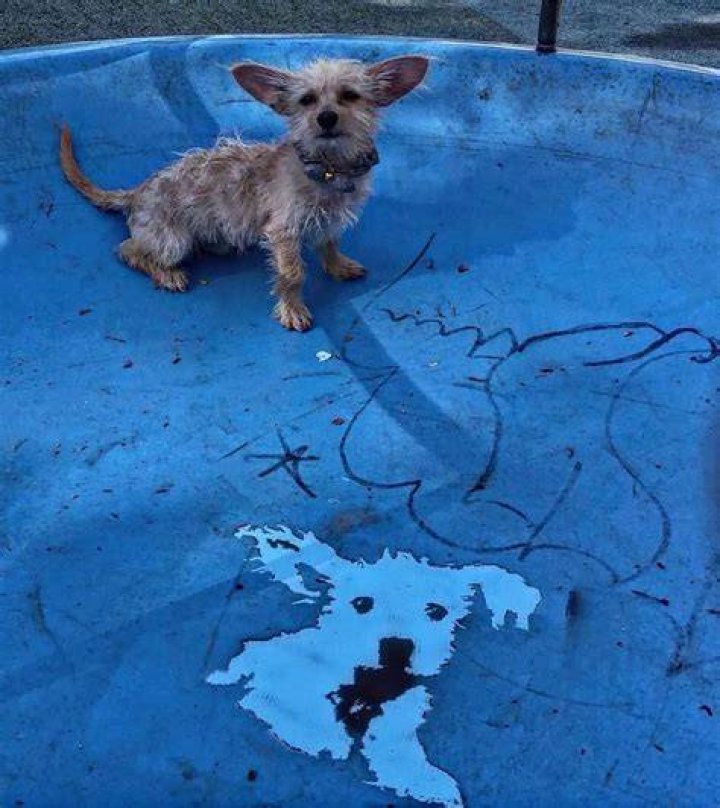 Dave Navarro Pets