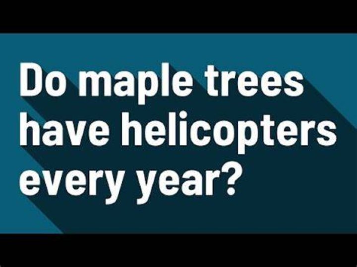 Do all maple trees drop helicopters?