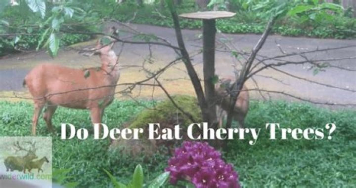 Do deer eat cherry laurel?