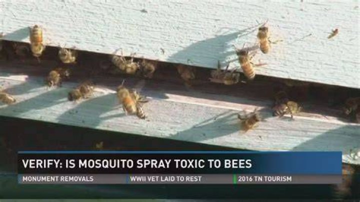 Does Mosquito Squad kill bees?