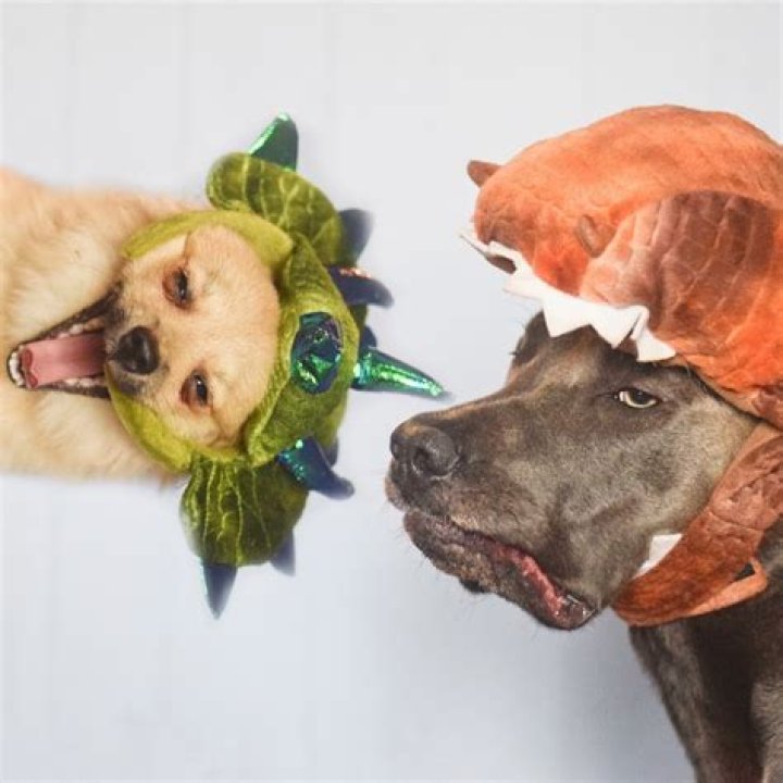 Haley Hudson Pets