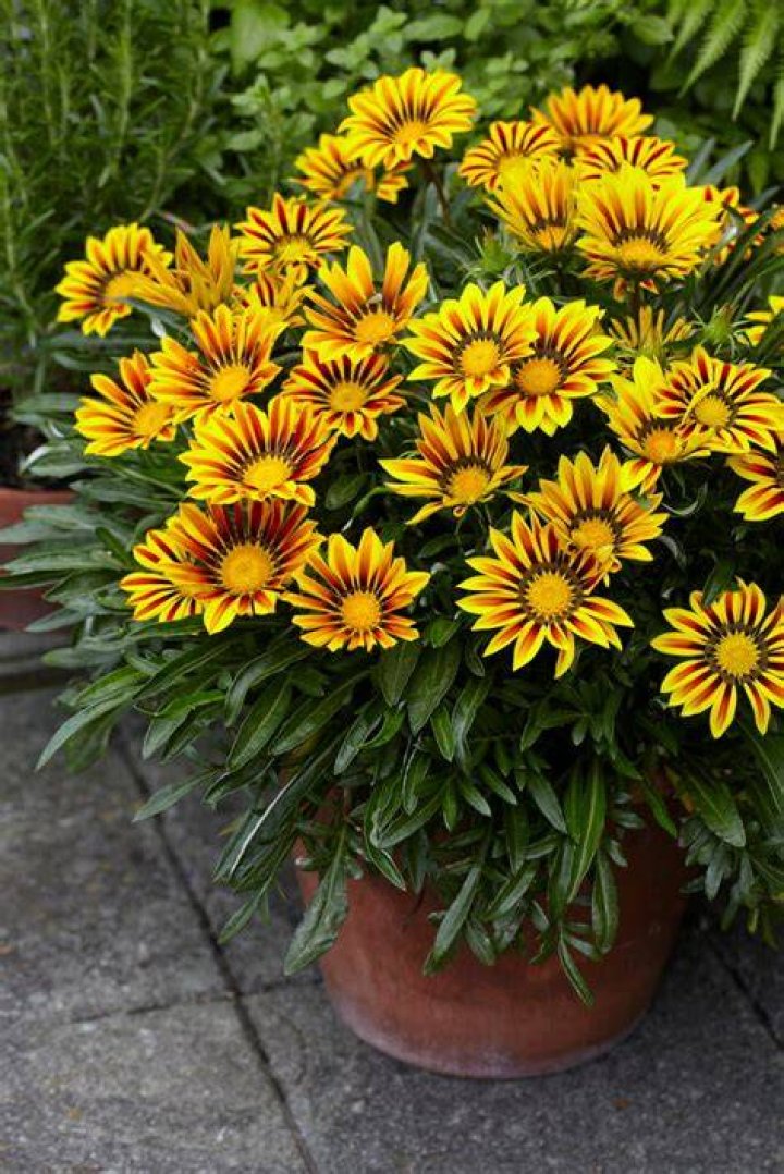 How do gazanias spread?