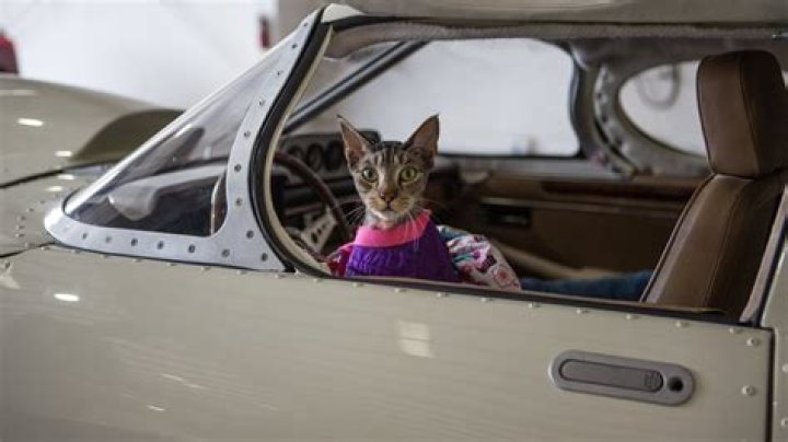 Jay Leno Pets - Celebrity Pets