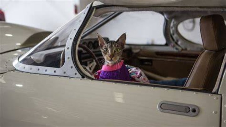 Jay Leno Pets