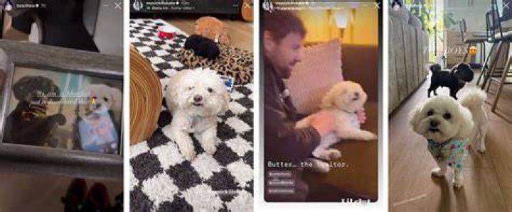 Katie Maloney Pets