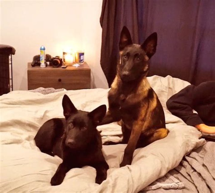 Lil Moo and Thor Puppy Paul Instagram