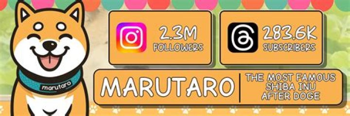 Marutaro shiba inu1