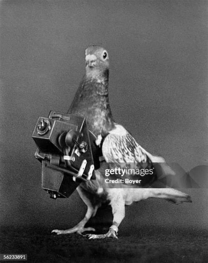 pigeon photographer