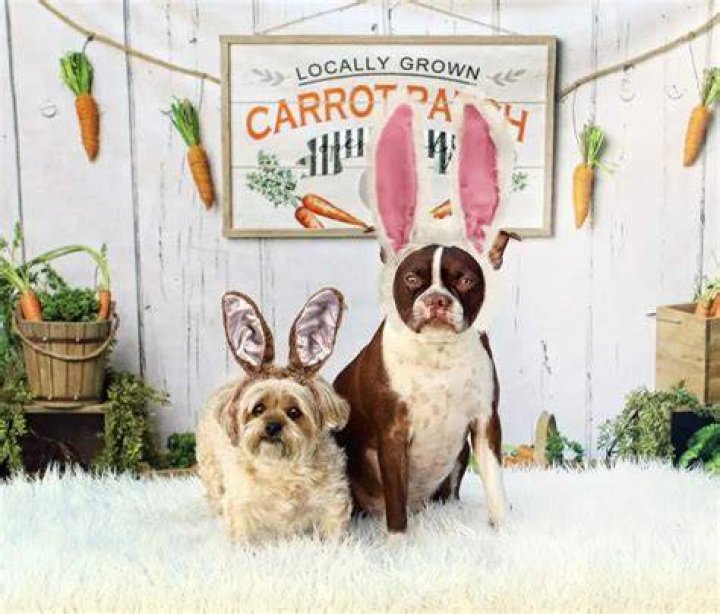 Thor Brown Boston and sister